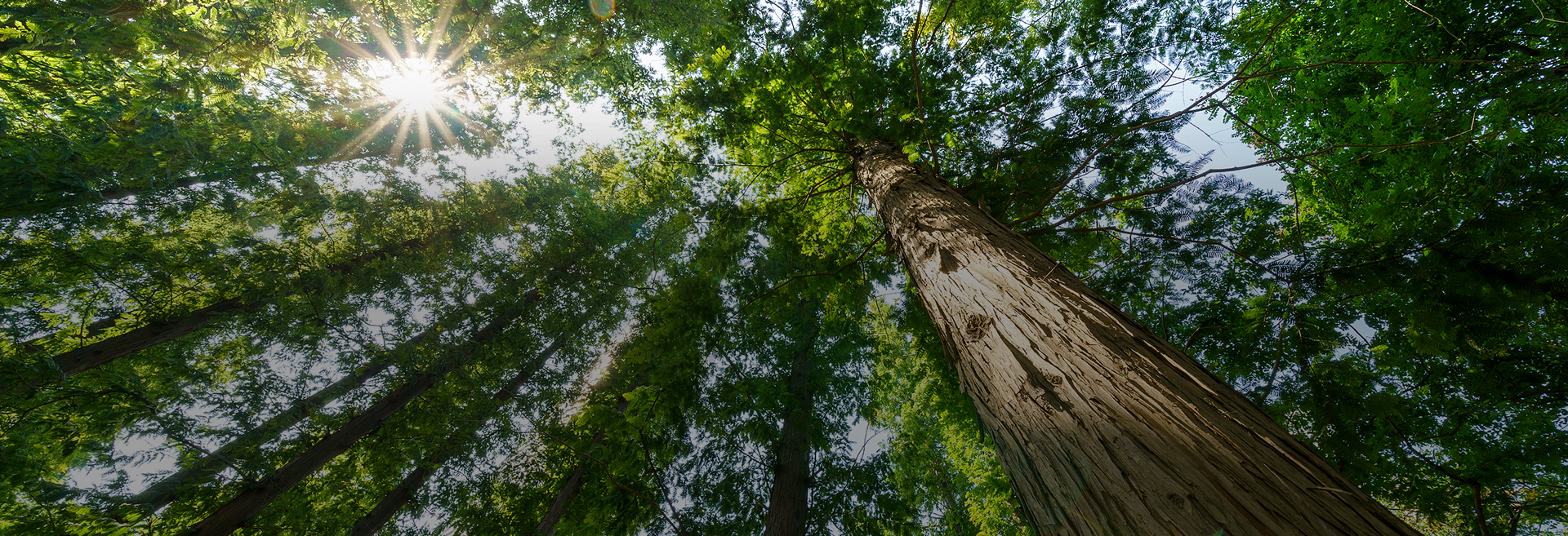 Wuyi Dasheng Leisure Products Co., Ltd.